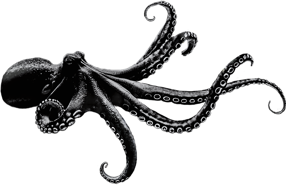 header-octopus-links Octopus-flexibility-customized