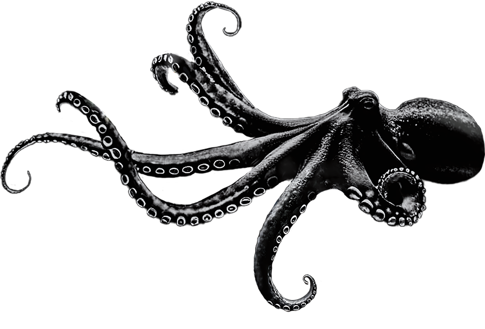 header-octopus-rechts octopus-business-protection